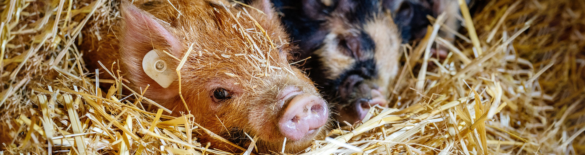 2026_Slider_Kune_Kune_1920x510px.jpg
