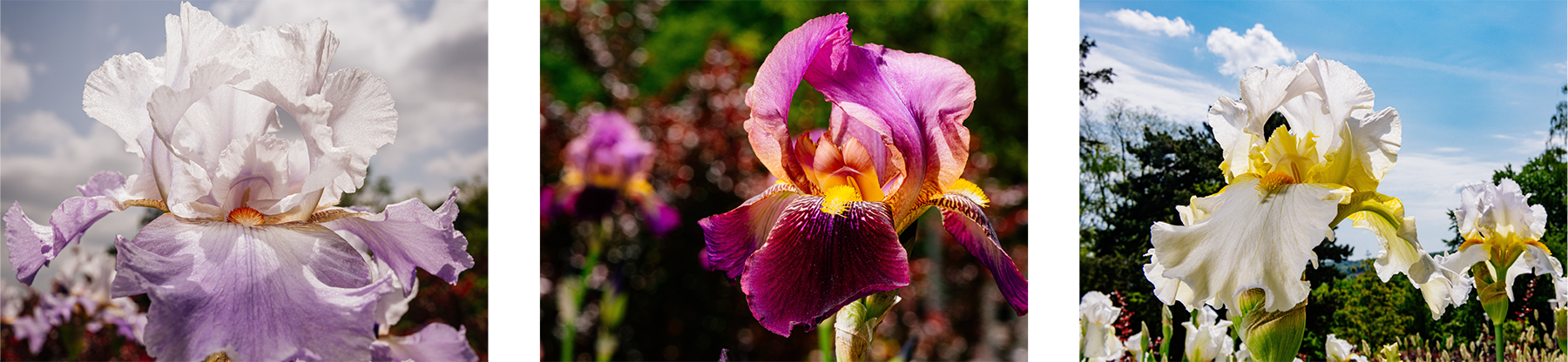 Bilder aus dem Irisgarten Bilder aus dem Irisgarten