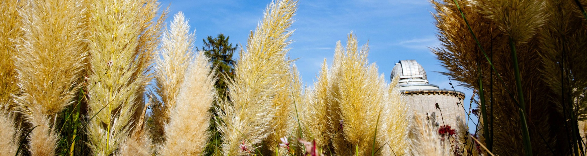 Gr&auml;ser vor der Sternwarte