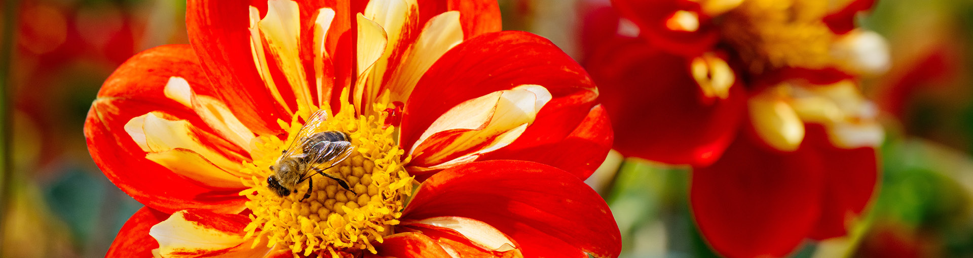 Blüte mit Biene