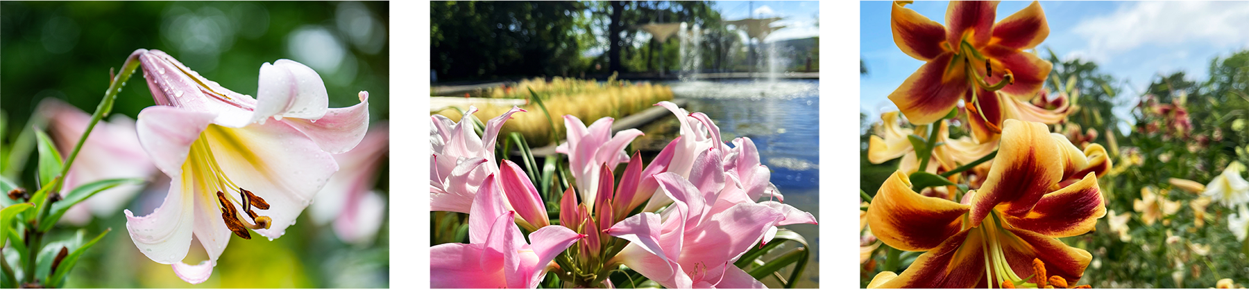 Bilder aus dem Liliengarten Bilder aus dem Liliengarten