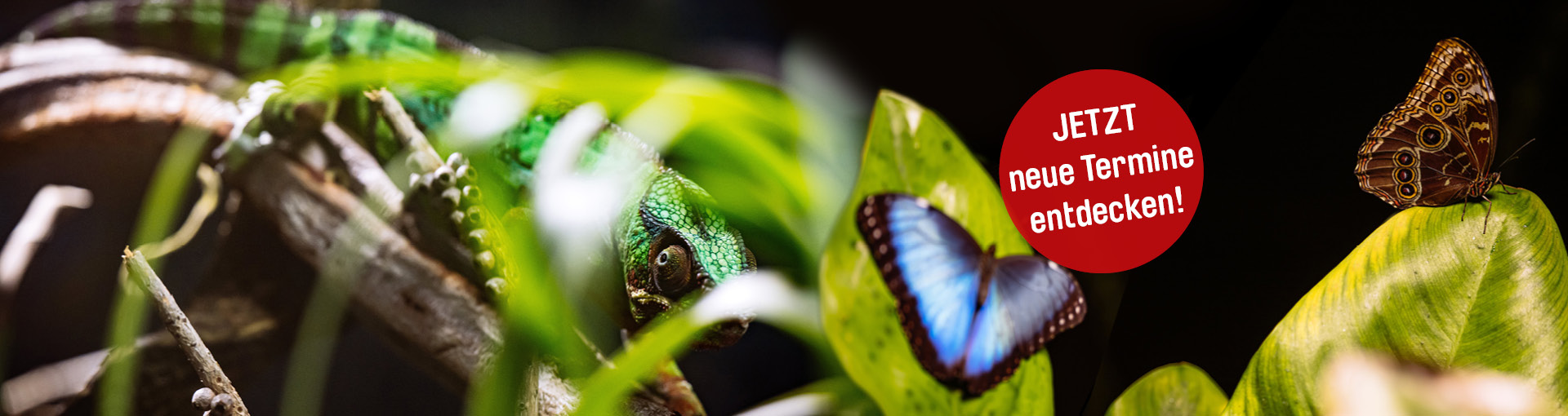 2025_Slider-Entdeckerfuehrungen-1920x510px-1.jpg