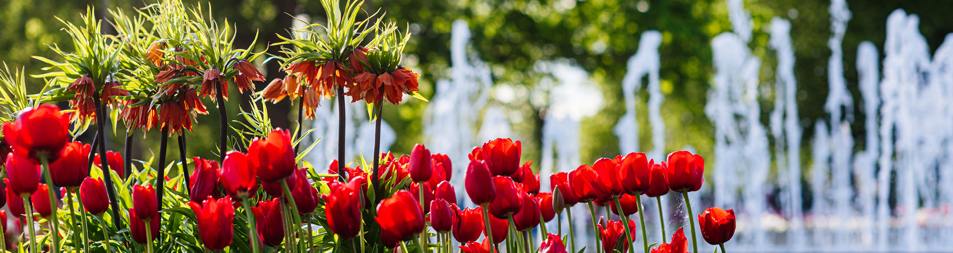 Blumen im Park