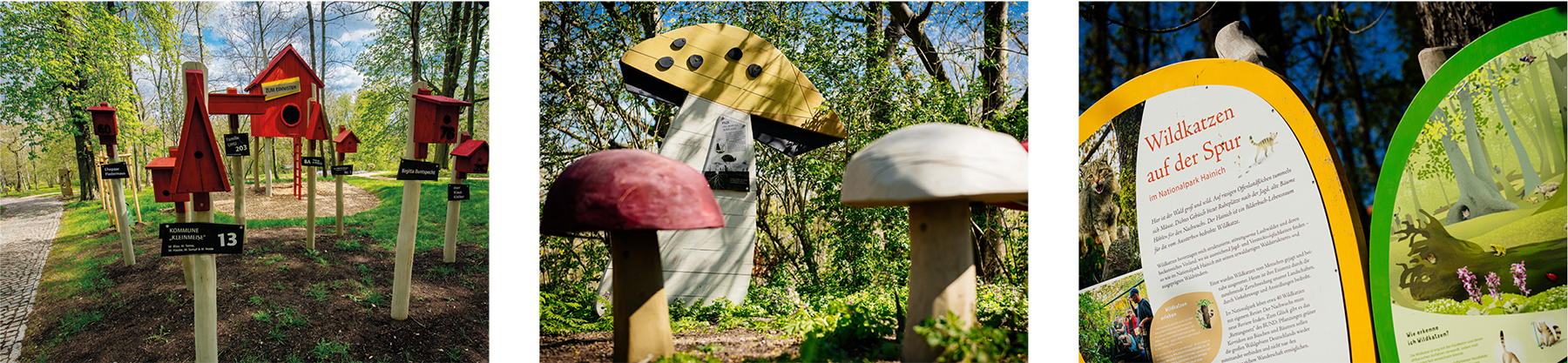 Szenen aus dem Wissenswald