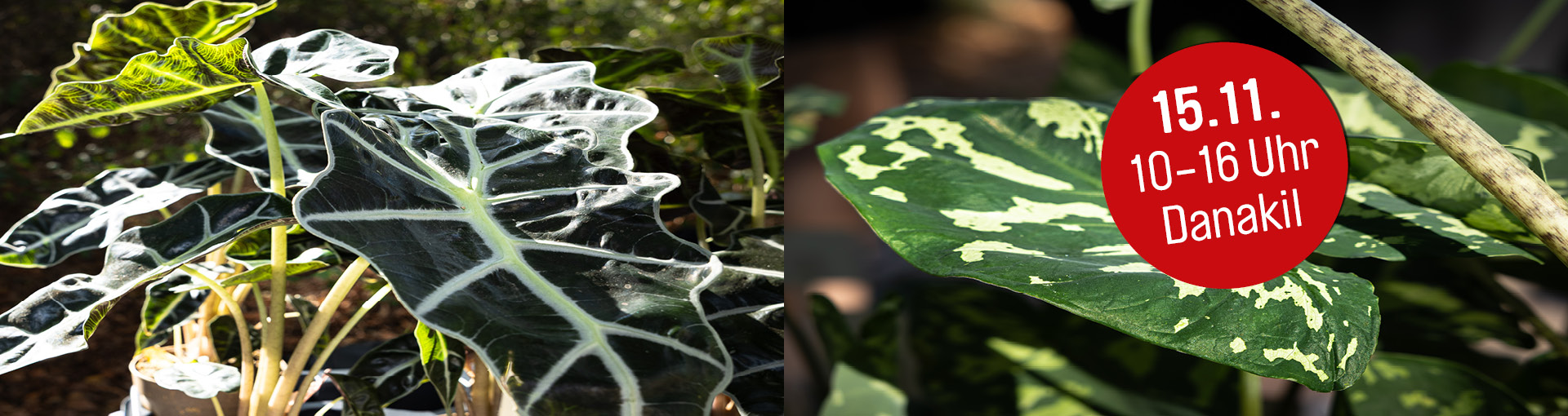 Ensemble von Zimmerpflanzen 