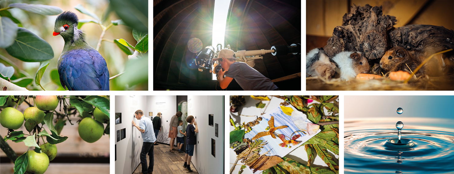 collage mit Programmpunkten