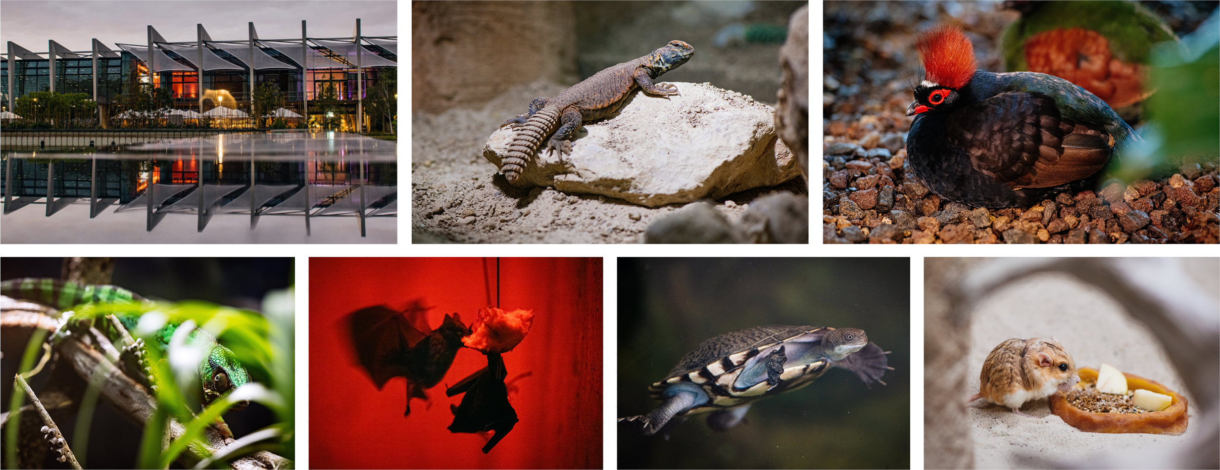 Collage von Pflanzen und Tieren im Danakil Collage von Pflanzen und Tieren im Danakil